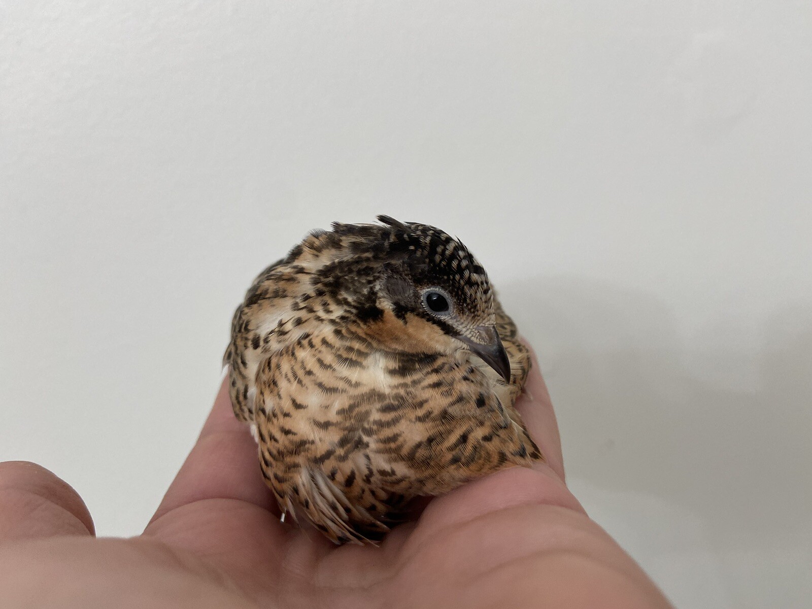 10 Beautiful Fertile Button Quail Hatching Eggs - Variety Of Color Mix