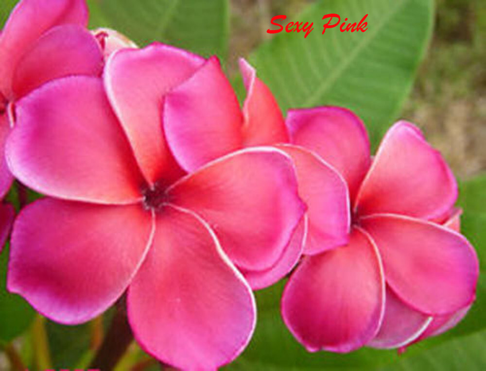 Plumeria Seeds/Flowers/Sexy_pink/Fresh 100 seeds!!