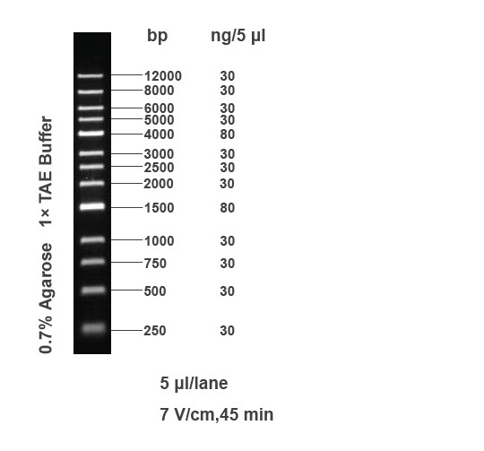 1kb DNA Ladder