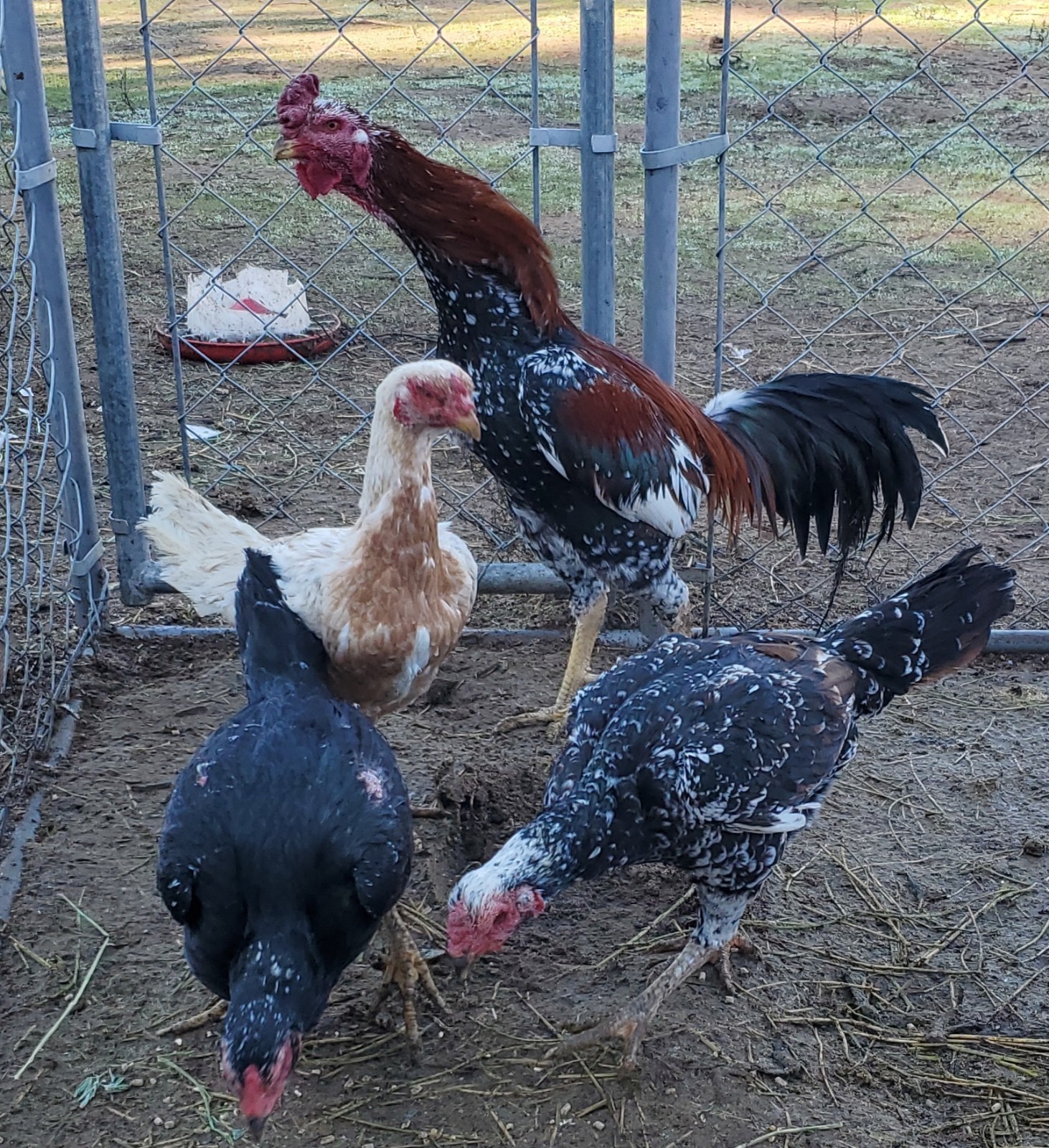 Thai Hatching Eggs 6 Total