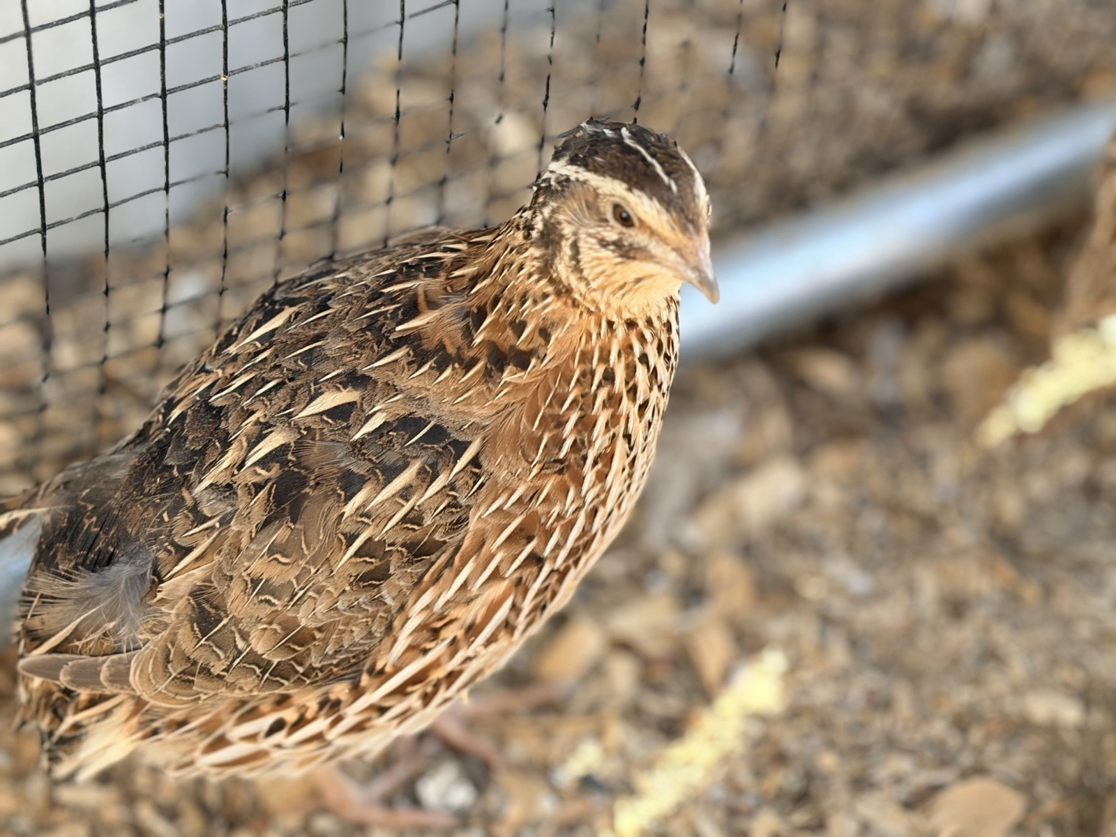 12 Quail Hatching Eggs and Live Chicks for Backyard Poultry Raising and Breeding