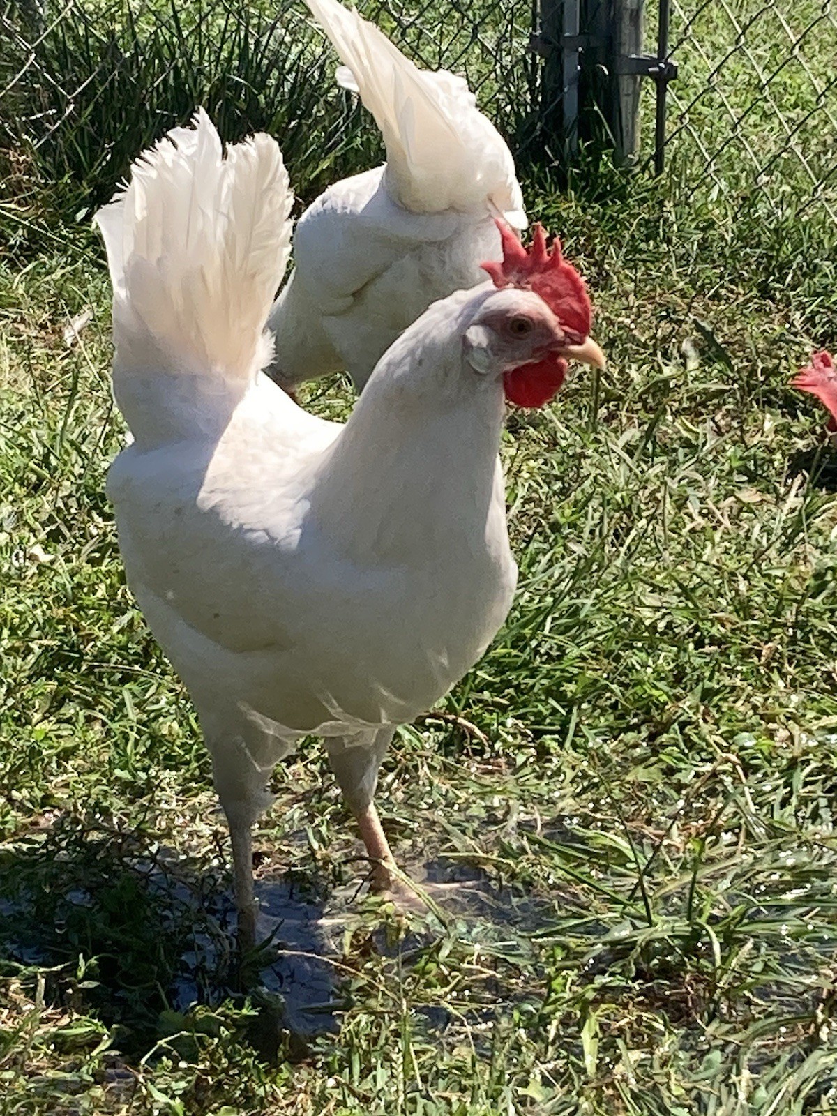 5 n 5 ( 1 dozen) White Leghorn and Rhode Island Red hatching eggs
