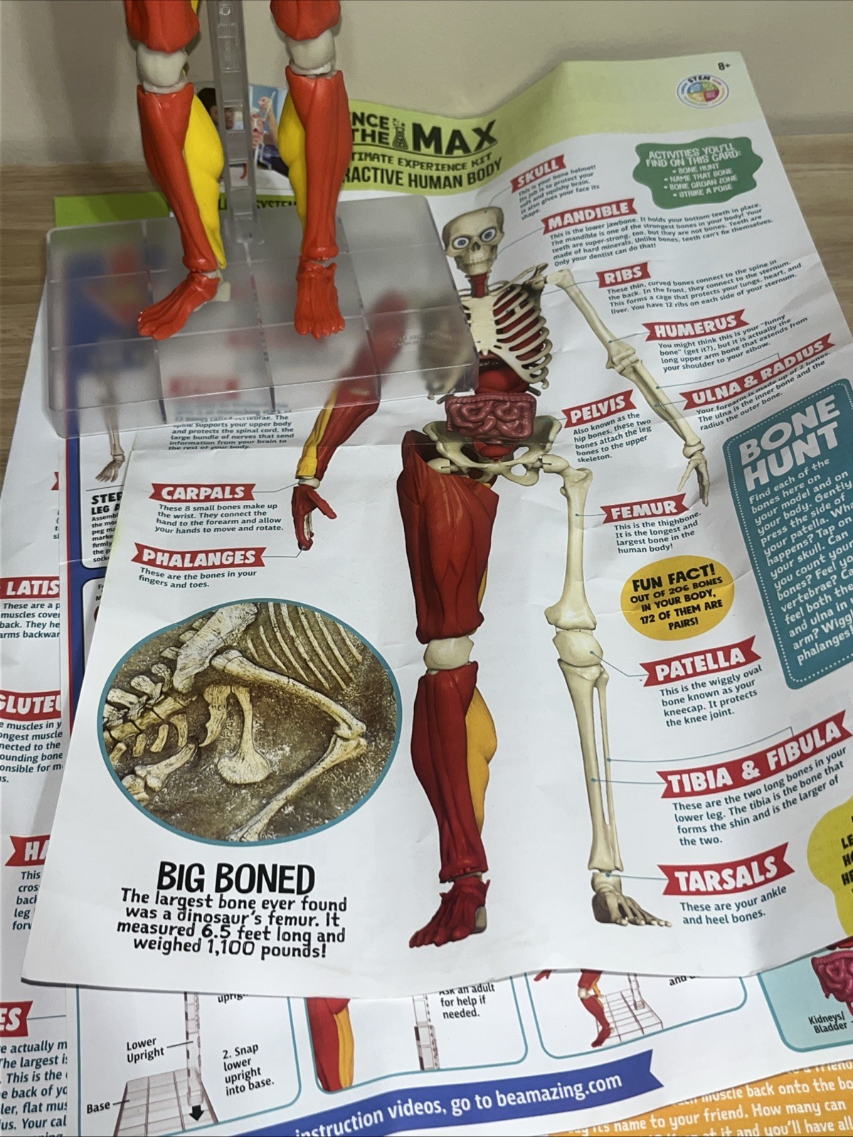 Science To The Max Interactive Human Body STEM Toy 60 Piece Fully Poseable 14”