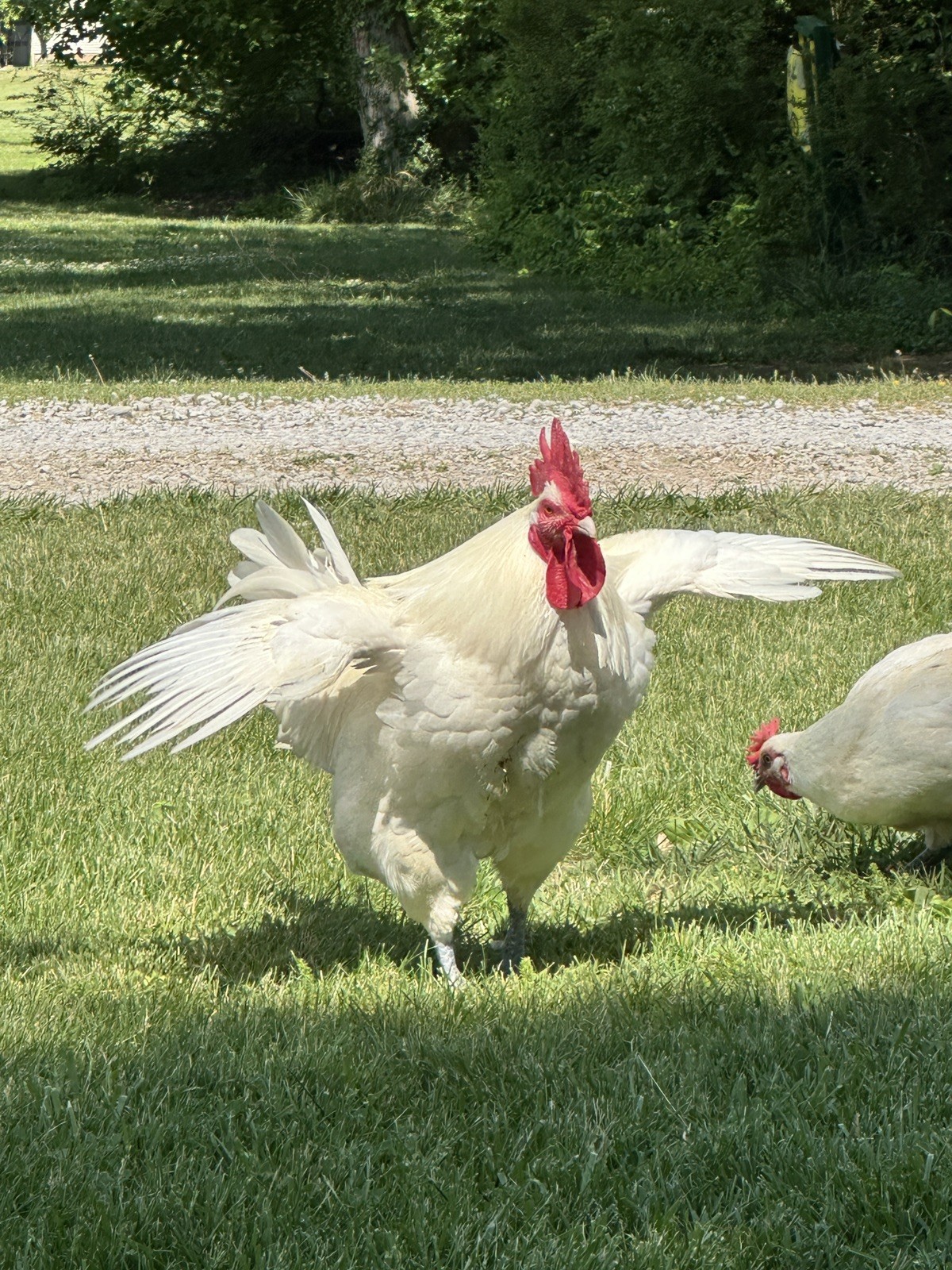 12 + 1 American Bresse Fertilized Hatching Eggs (Meat Birds)