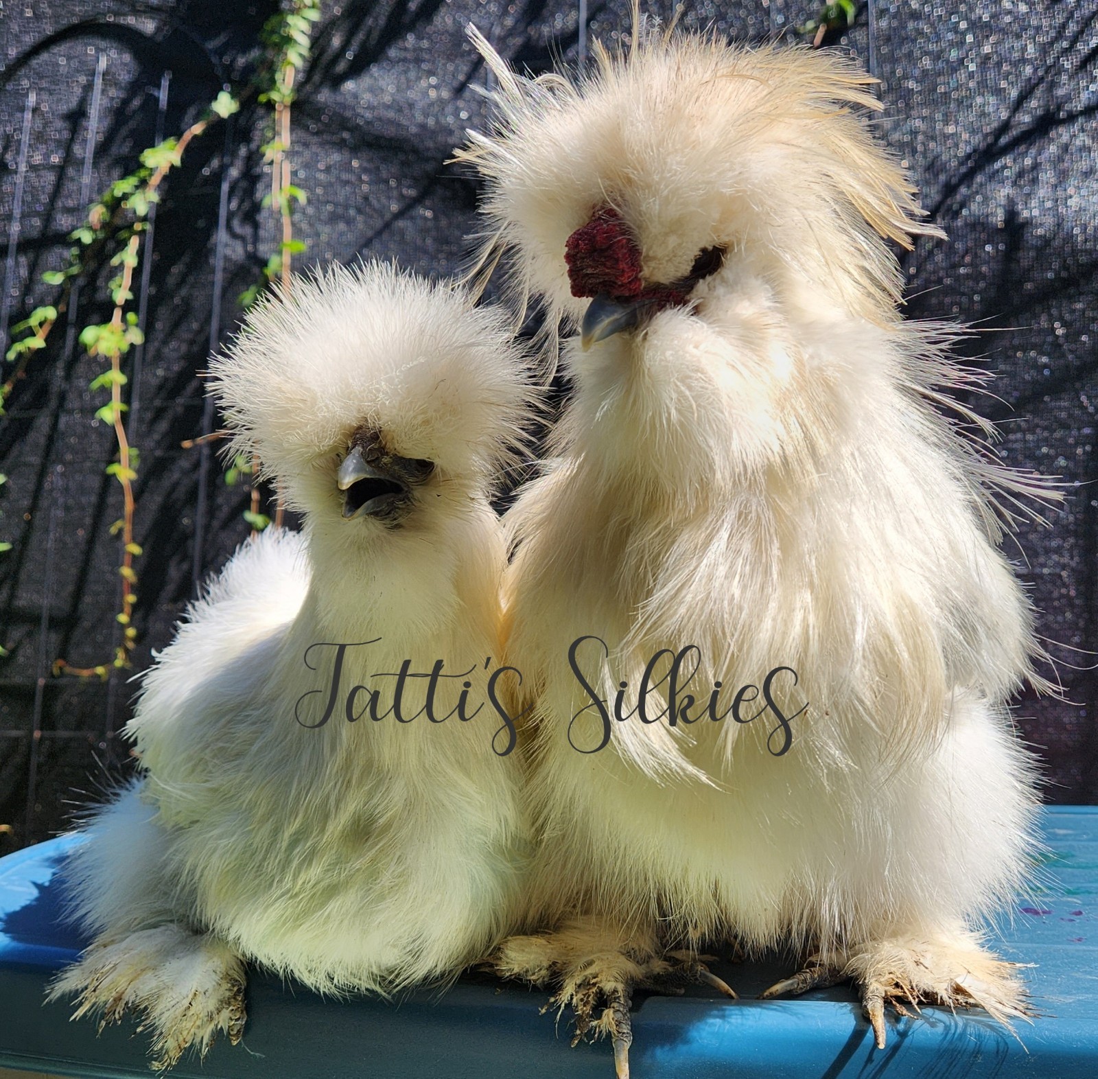 6+  Bantam Silkie Fertile Chicken Hatching Eggs Ready To Ship Hens Choice