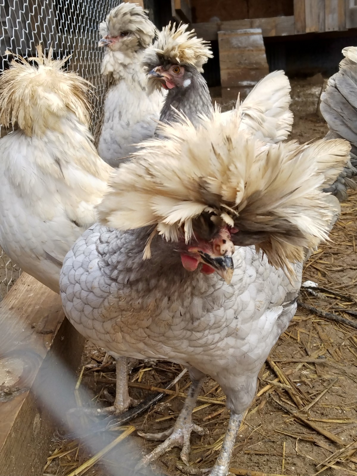 Hatching Eggs Polish White Crested 8+ Blue, Black, Splash