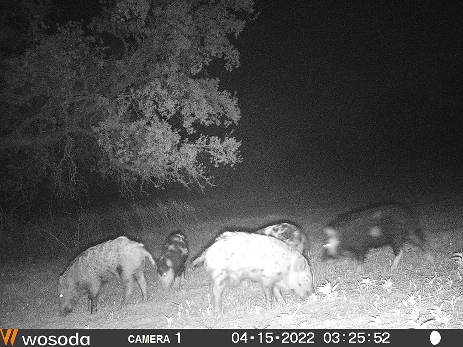 Solar Powered Hog Feeder Light-Motion-Activated for Hogs,Deer,Pig Feeding