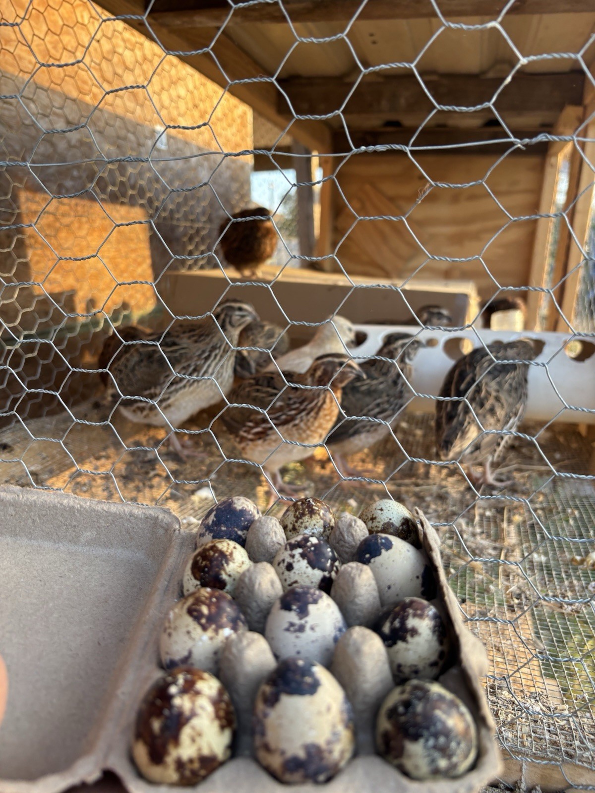 Quail Hatching Eggs Farm Poultry