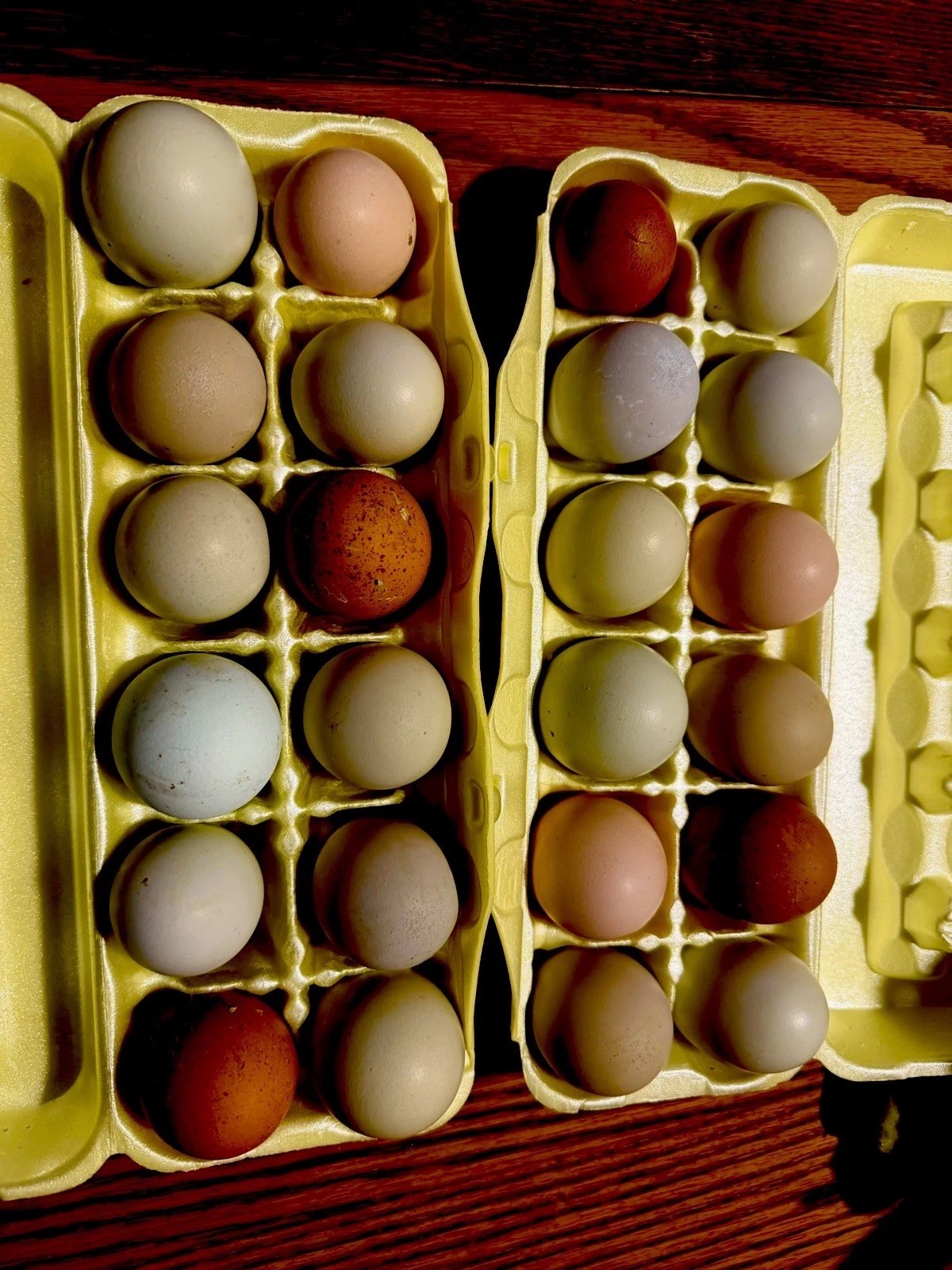 16 + Hatching Eggs Sampler - Easter Egger, Marans, Wyandotte, Ameraucana
