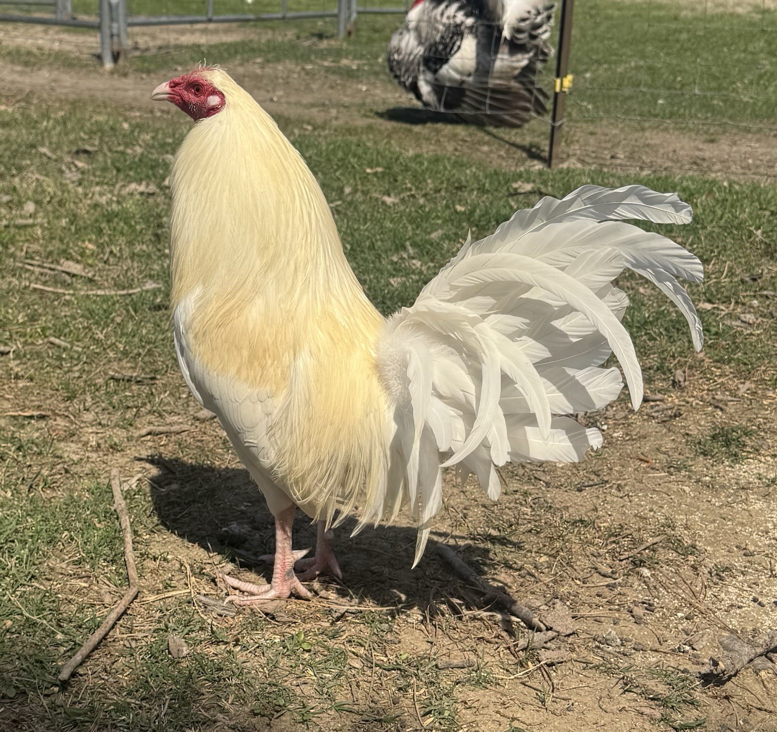 chicken hatching egg