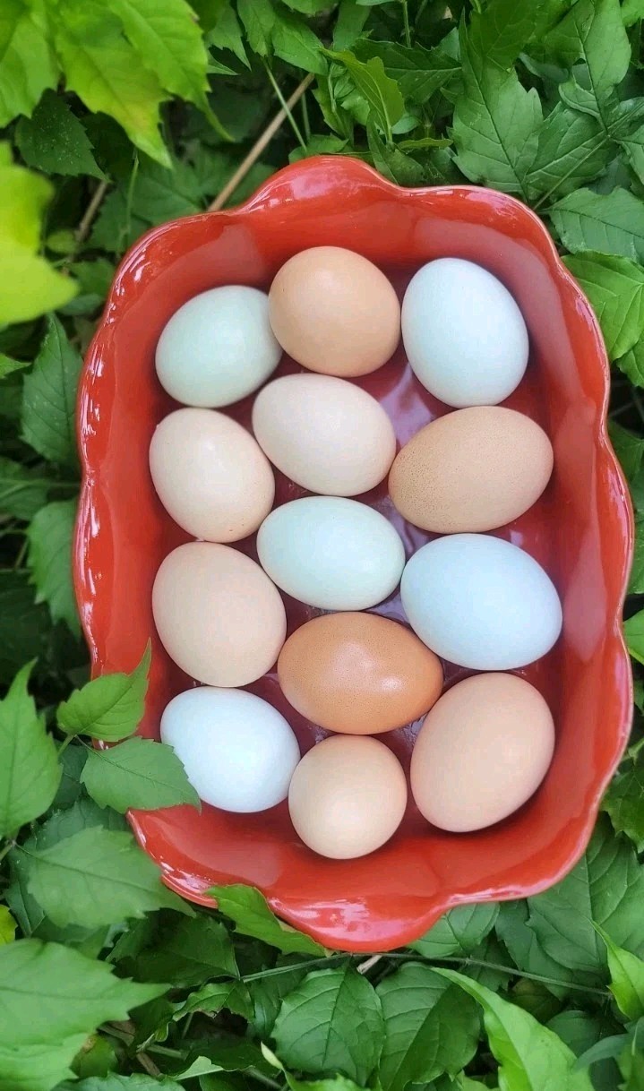 12 Fertile Hatching Eggs Ameraucana, Brahma, Jersey, Dominique, Orpington, Wyand
