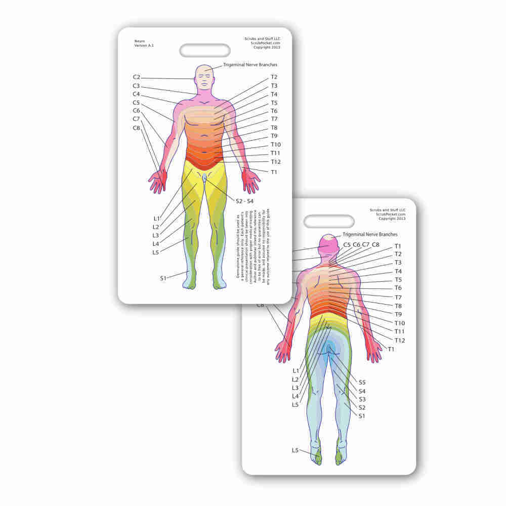 Neuro Dermatome Vertical Badge ID Card Pocket Nurse RN EMT MA Paramedic LPN