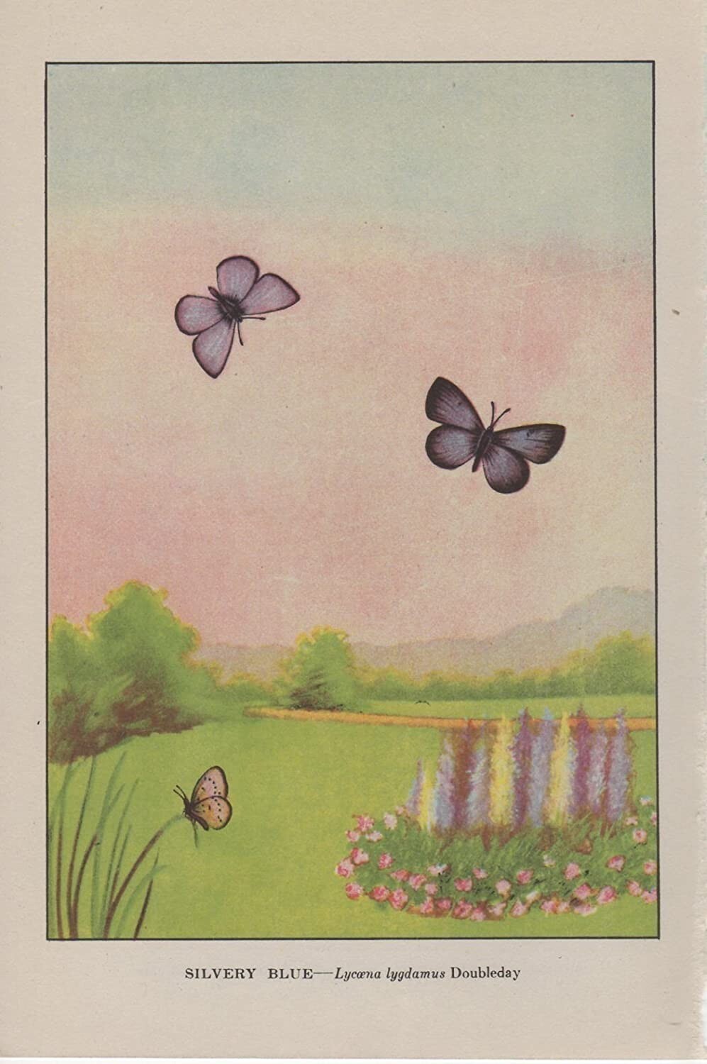 1917 Vintage BUTTERFLIES "SILVERY BLUE" BUTTERFLY COLOR Art Plate Lithograph