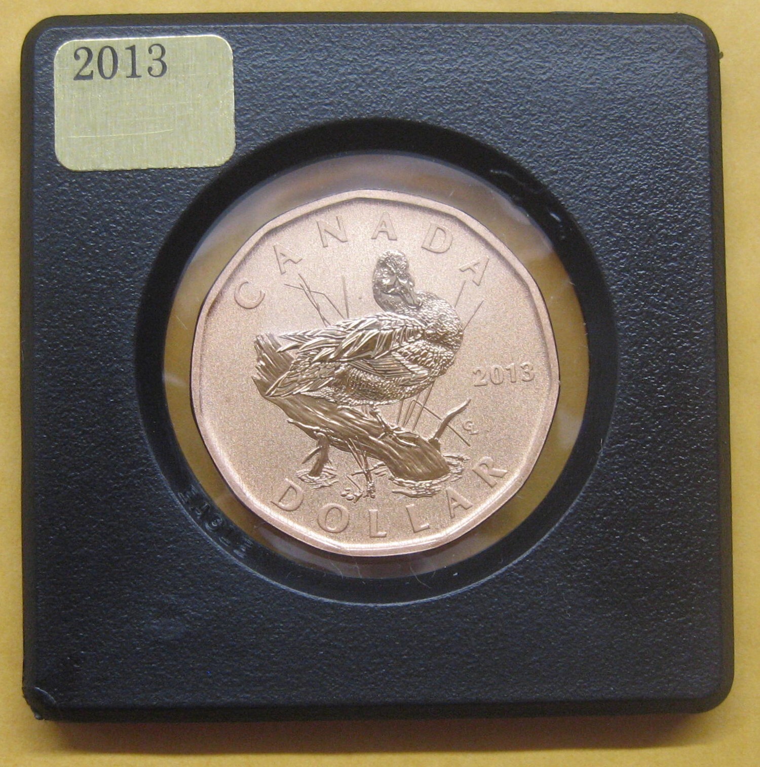 2013 Blue-Winged Teal Loonie Specimen Take a Look