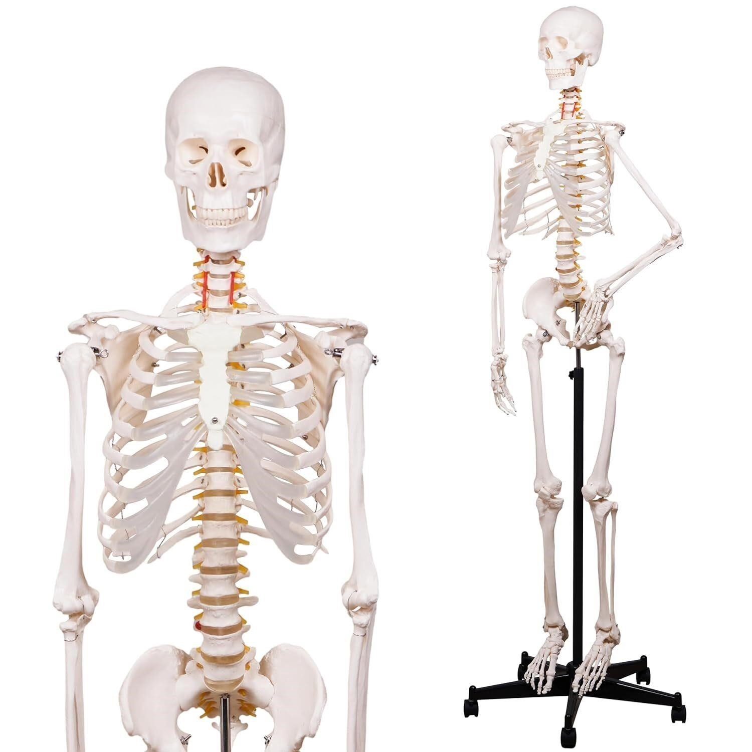 Life Size Human Skeleton Model with Removable Arms & Legs, Nerves Includes Stand