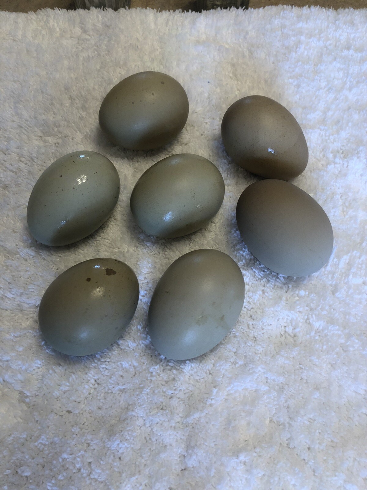 Hatching Eggs OLIVE 6+ extras EE Marans Olive / Mint / Sage / Green Rainbow