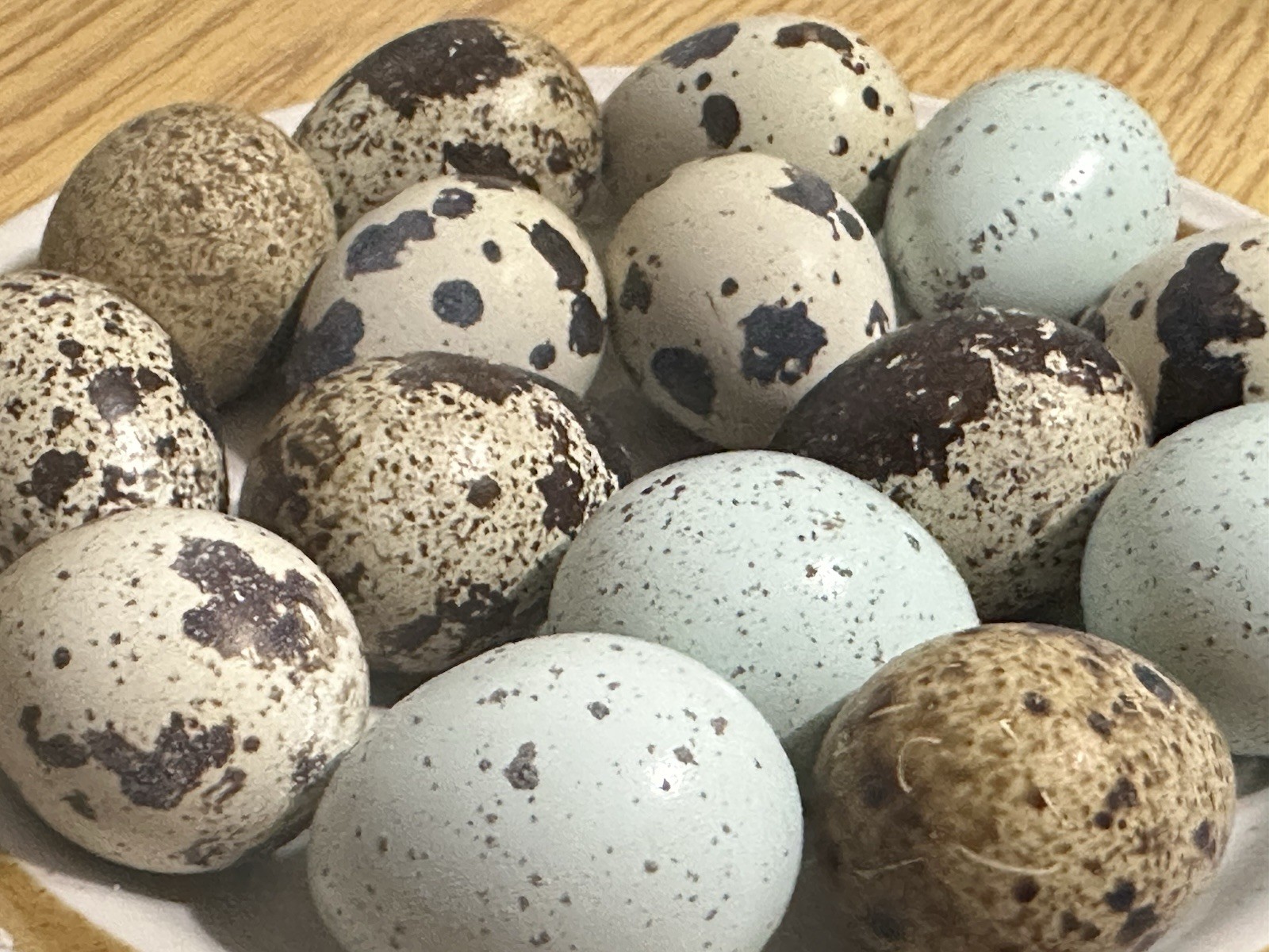 18+ Assorted Rare/Celadon Blue Mix Coturnix Quail Hatching Eggs