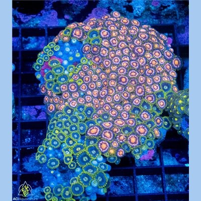 Crocodile Green Zoa Multi-Rock WYSIWYG - SAQ Coral Farm