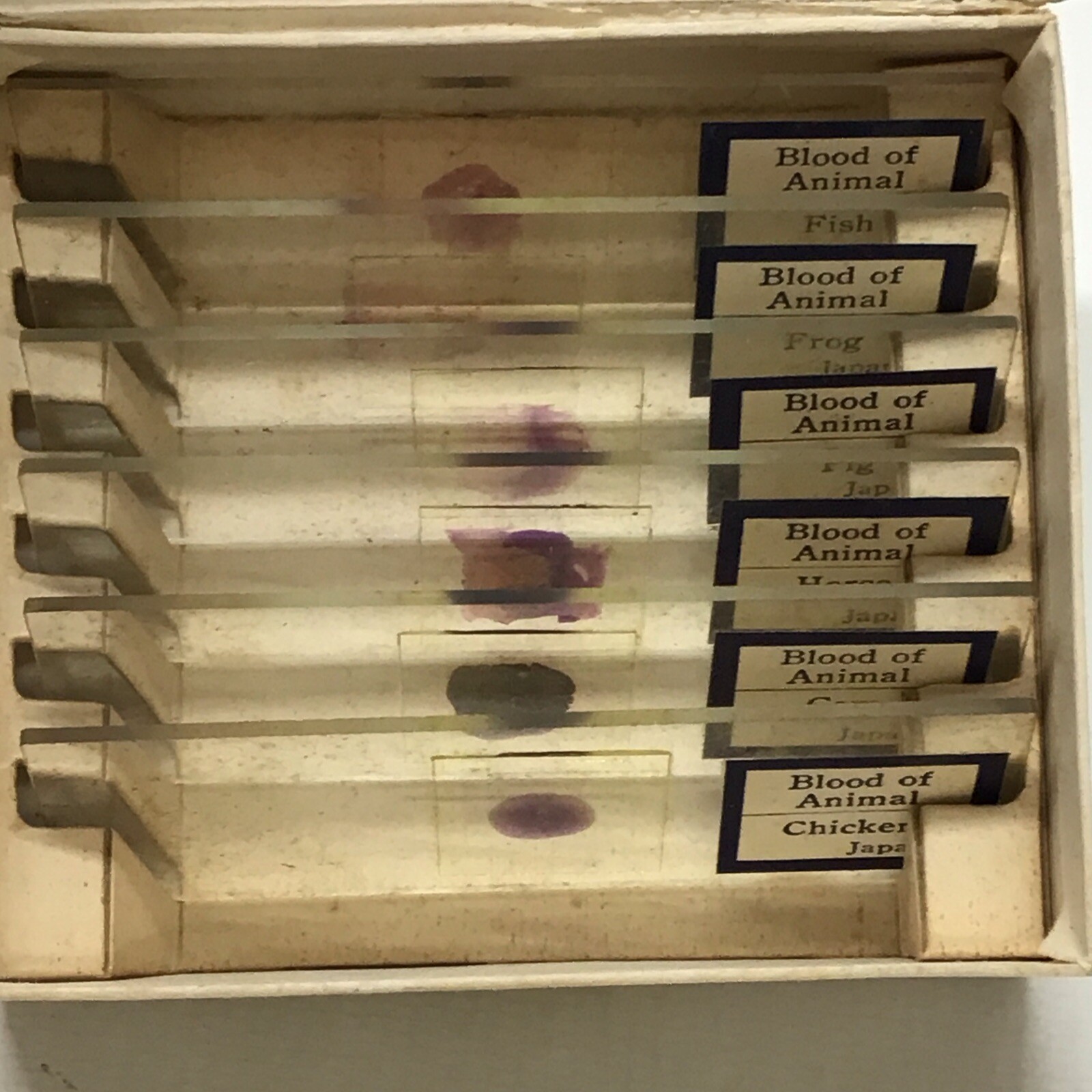 Vintage PERFECT MICROSCOPE SPECIMEN SLIDES 3 Boxes 18 Slides 810-E, N, & P