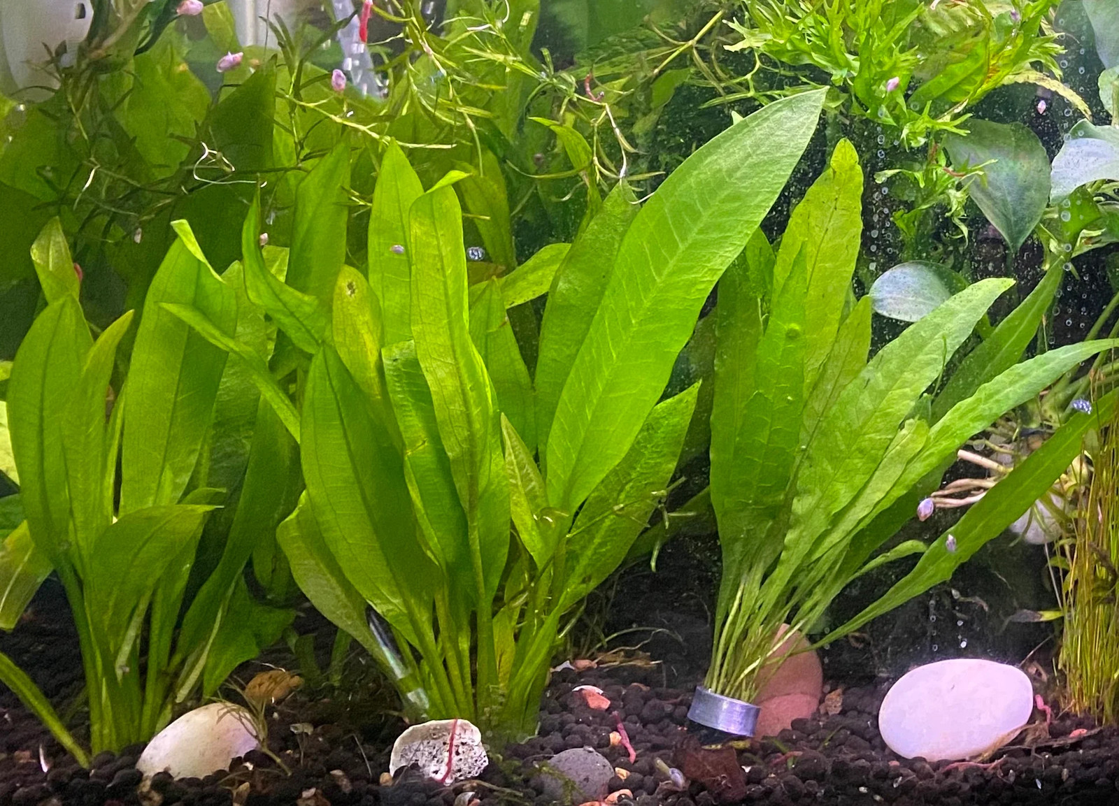 Amazon Sword Compacta – Easy, Hardy Live Aquarium Plant (Echinodorus bleheri
