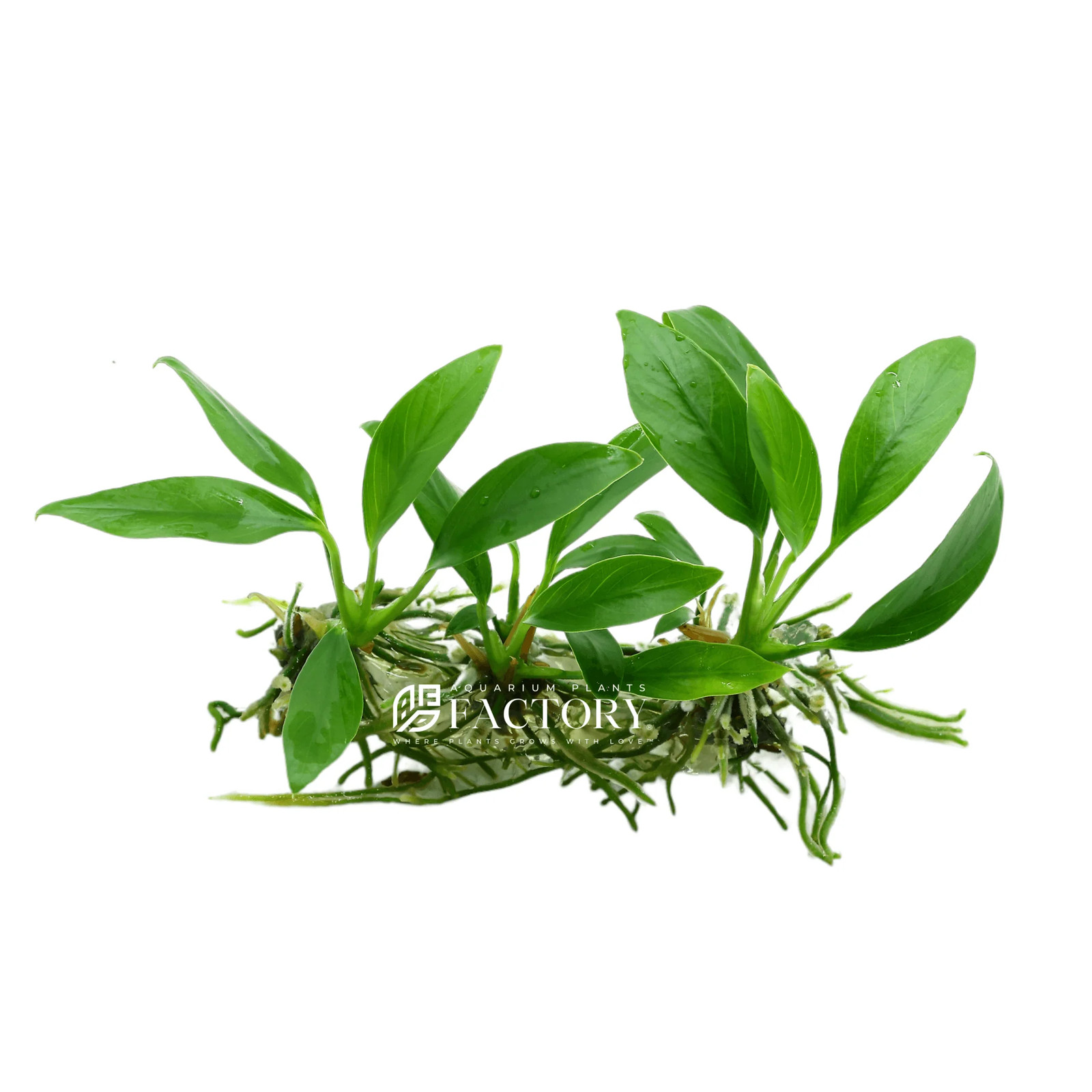Anubias Congensis Tissue Culture | Aquarium Plants Factory®