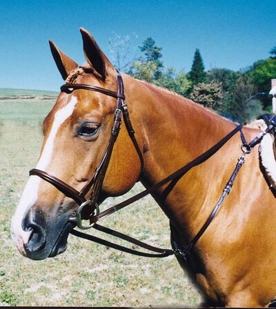 Tory Leather Draw Reins with Snap Ends 14.5 Feet