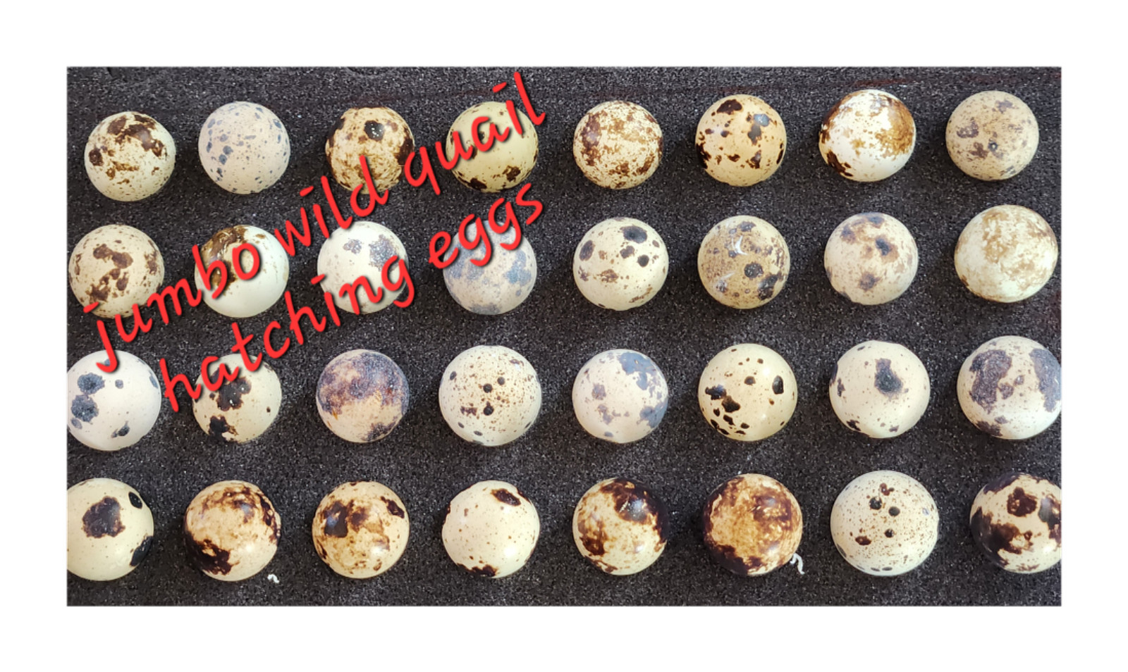 6++ Organically raised Welsh Harlequin Hatching Eggs. NPIP cert. 35-0909