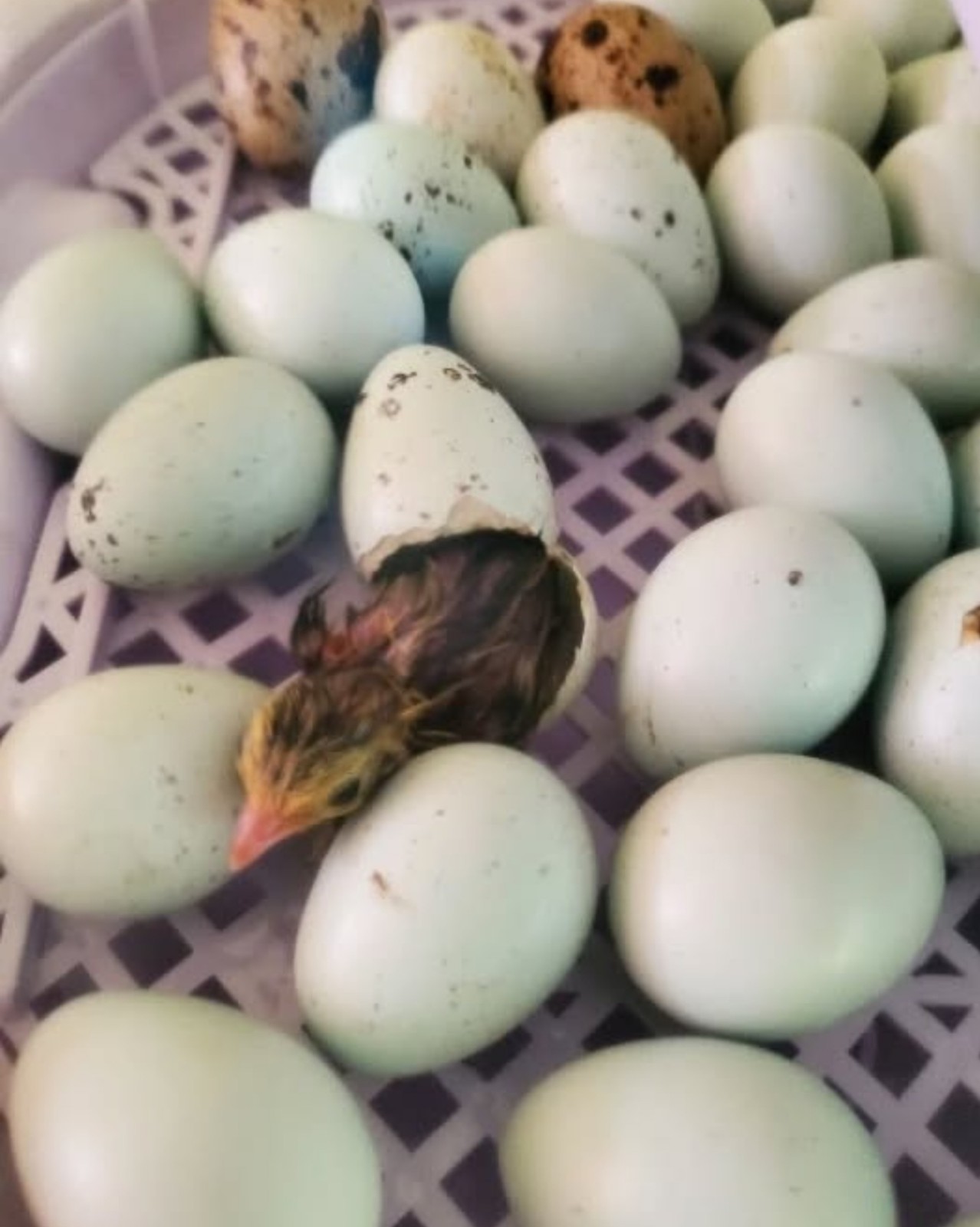 Quail Blue Hatching Eggs  qty 4+ with Collectible Card and token