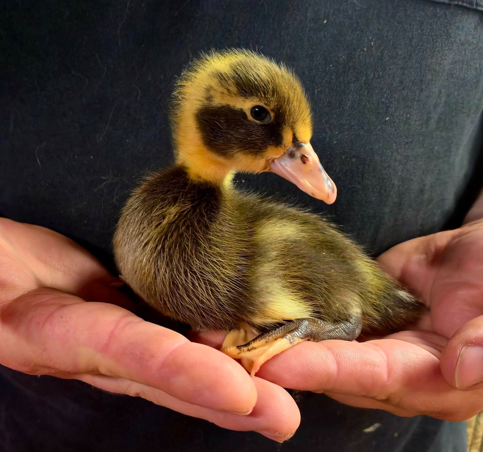 Half Dozen Ancona Duck Hatching Eggs-PA Shipping Only