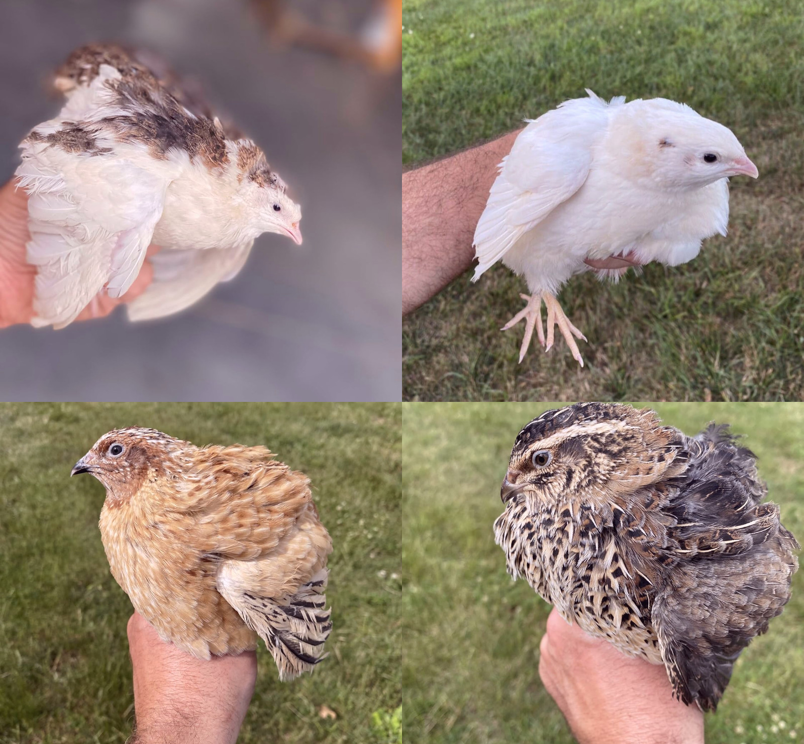 20 + Jumbo Pharoah Coturnix ,Jumbo Italian, white Quail Hatching Eggs
