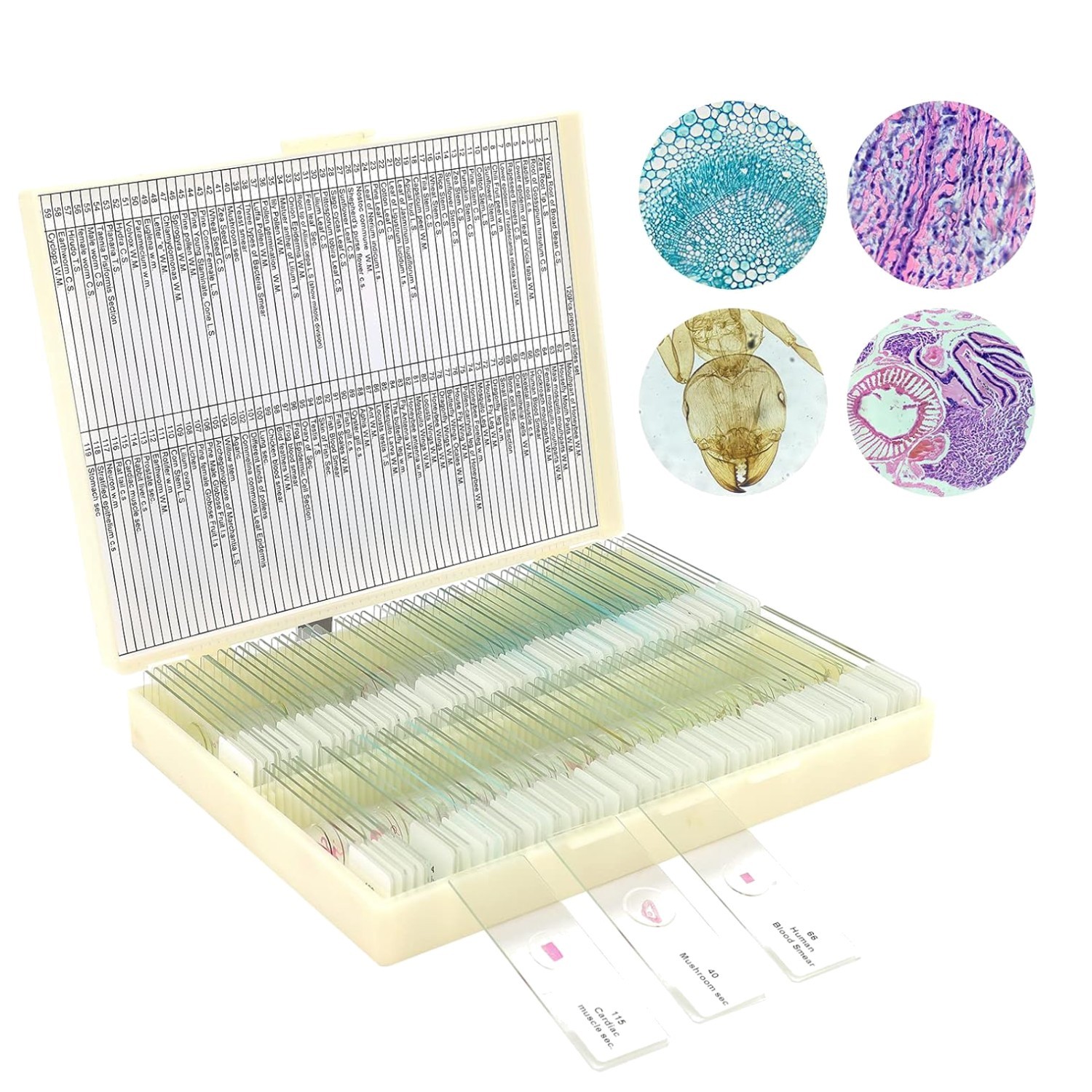 Microscope Slides with Plants and Animals