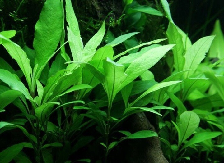 Hygrophila Angustifolia Corymbosa - Freshwater Live Plants  SUPER PRICE!!!!!!
