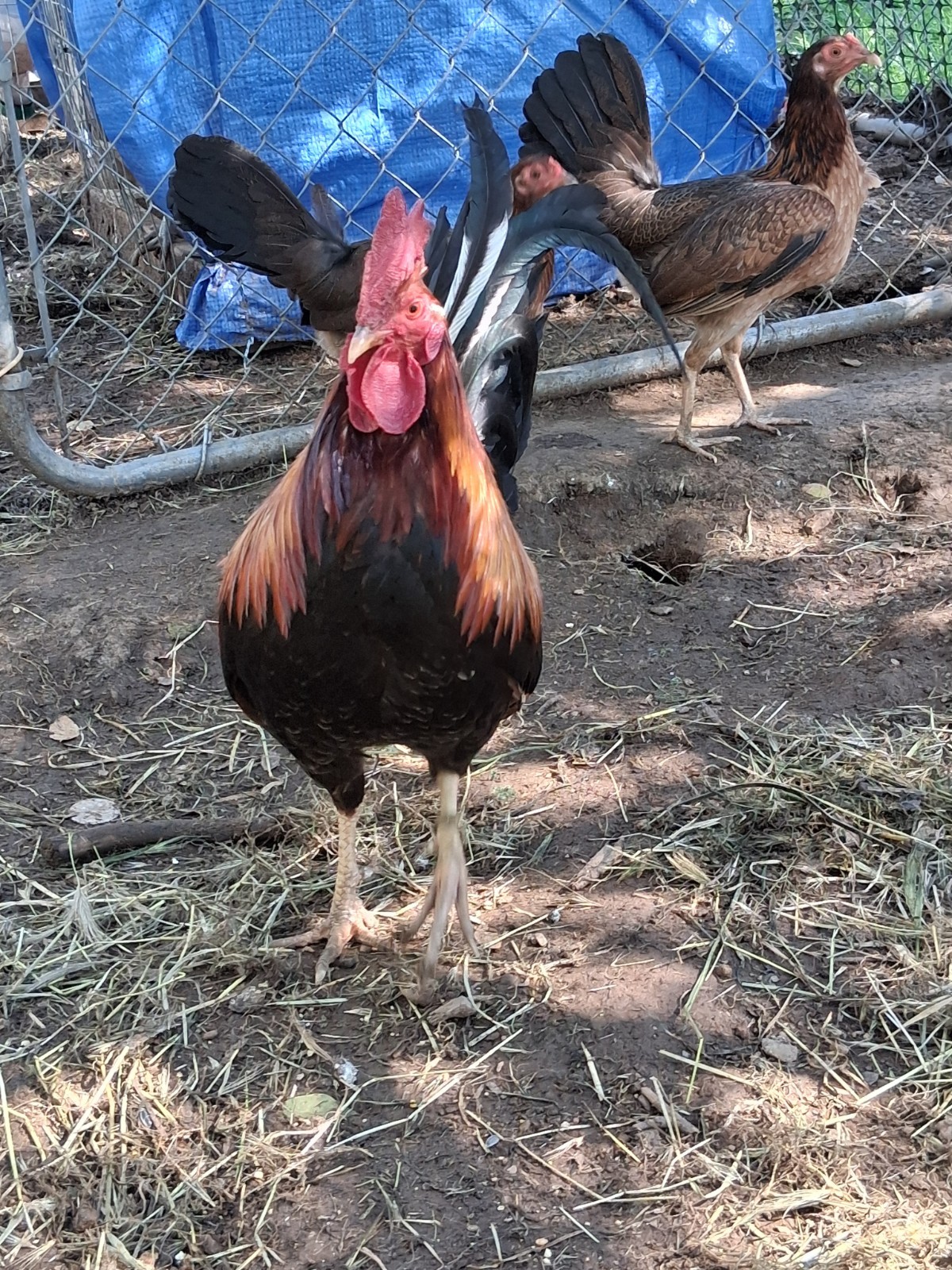 7 Hatching Eggs