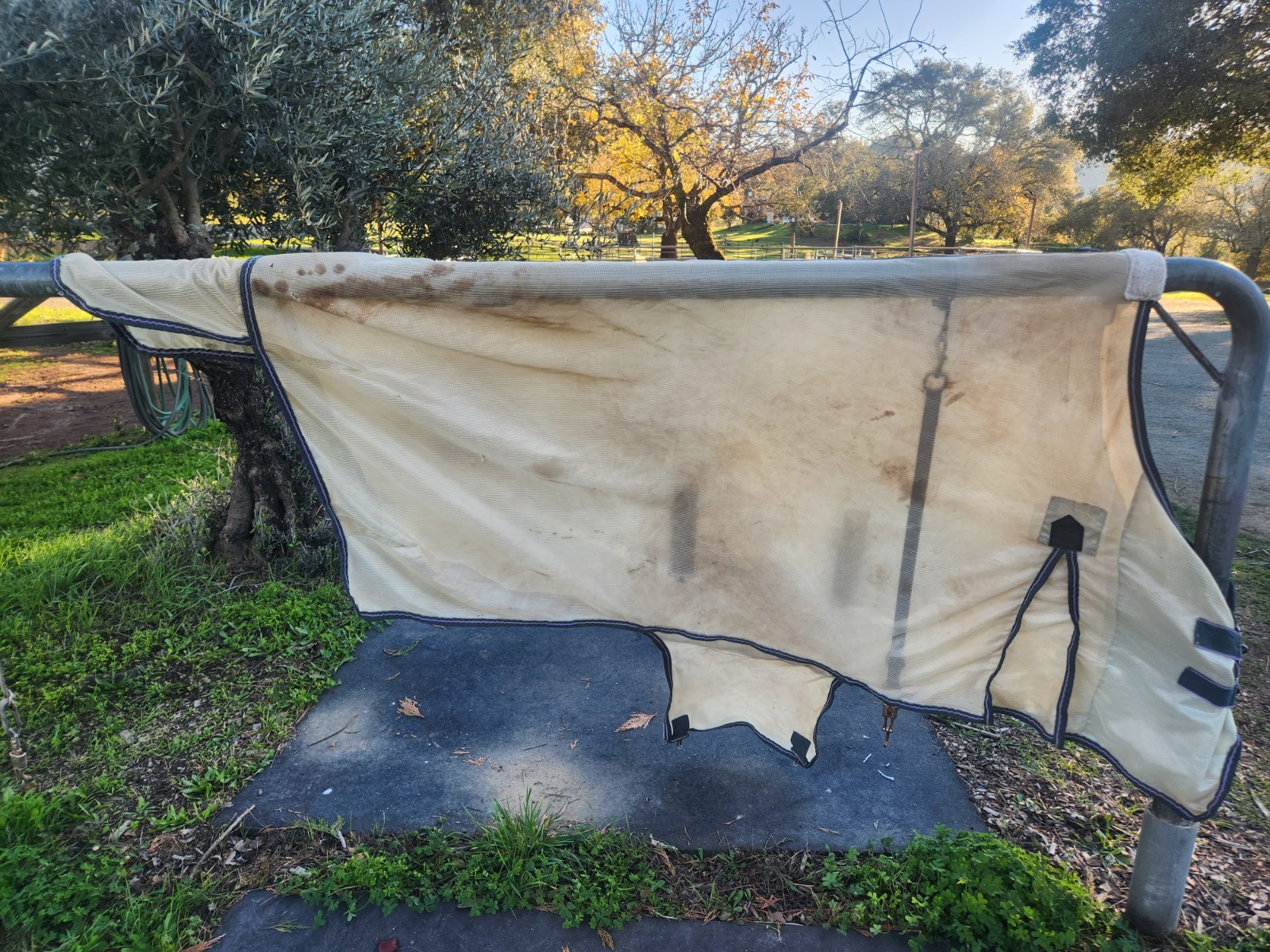 Saxon Soft Mesh Standard Neck Fly Sheet with Belly Guard Size 78"