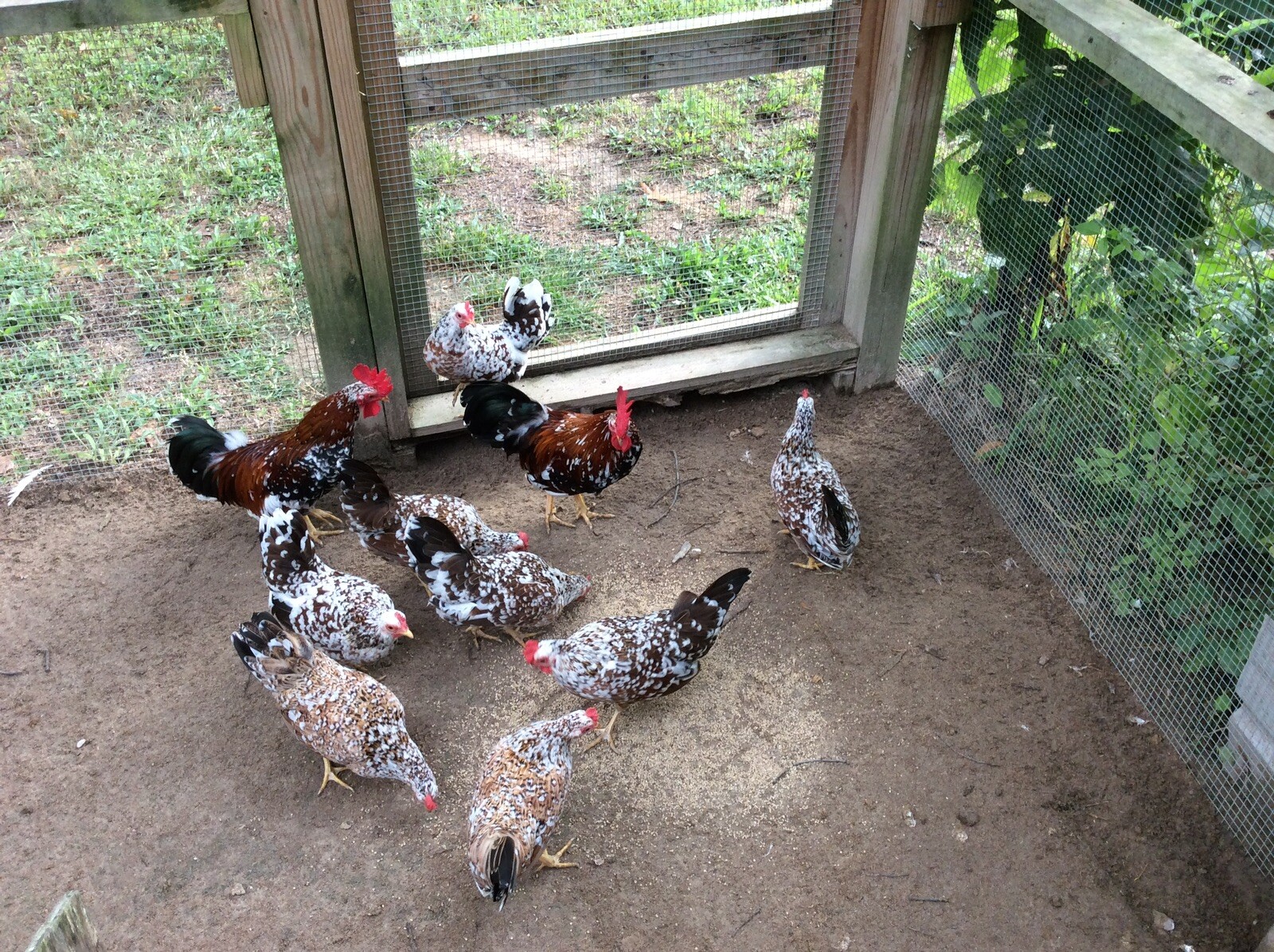 10 Olandsk Dwarf Bantam Eggs🏅Very Rare🏅