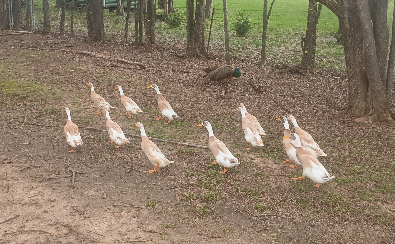 (8) Fawn And White Runner Duck Hatching Eggs