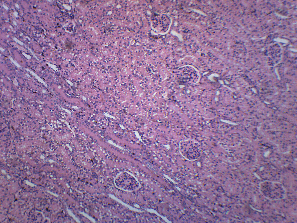 Kidney Section, Human - Prepared Slide - 75x25mm - Eisco Labs