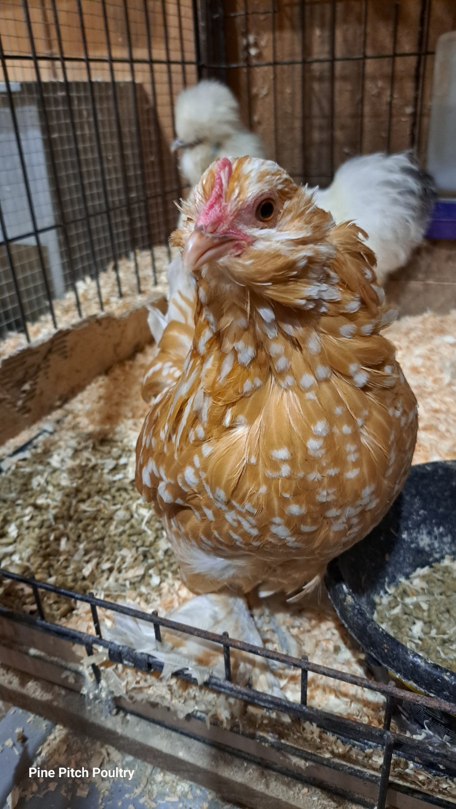 12 D'uccle Hatching Eggs Npip