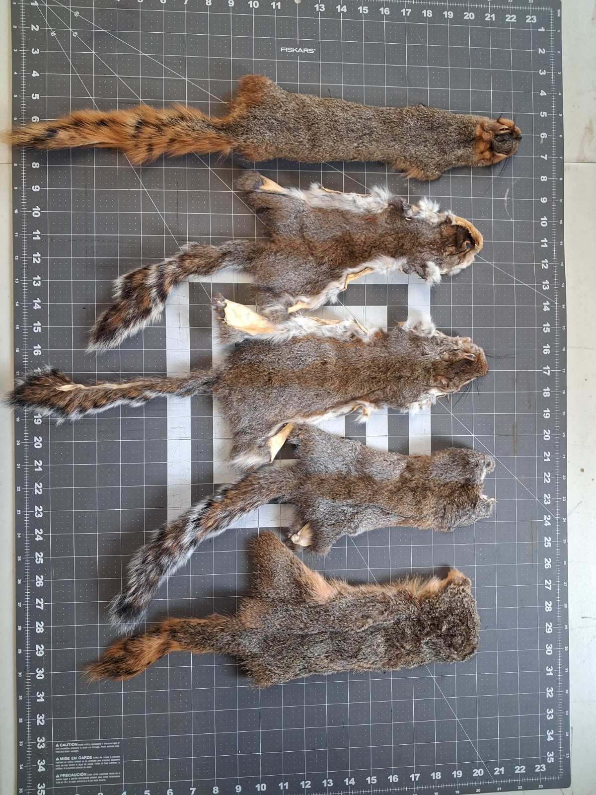 Squirrels, Iowa, Lot Of 5, Tanned,  Craft, Fly Tying,  Cabin