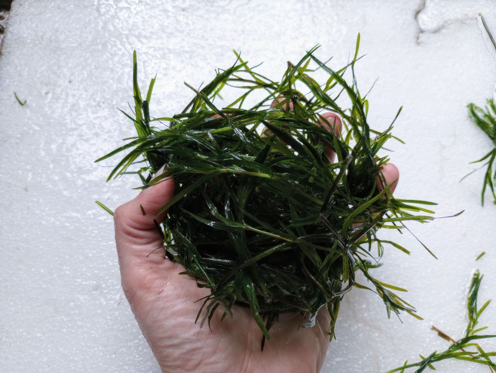1 Cup Organic Guppy Grass (Najas guadalupensis)  Buy 2 get 1 Free #TropShopSquad