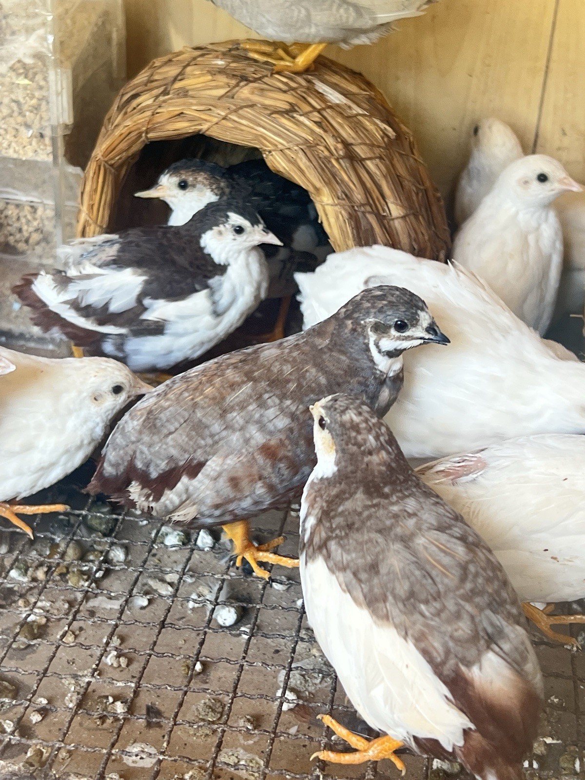 18 Button Quail Hatching Eggs Rare Exotic Colors, Chinese Painted