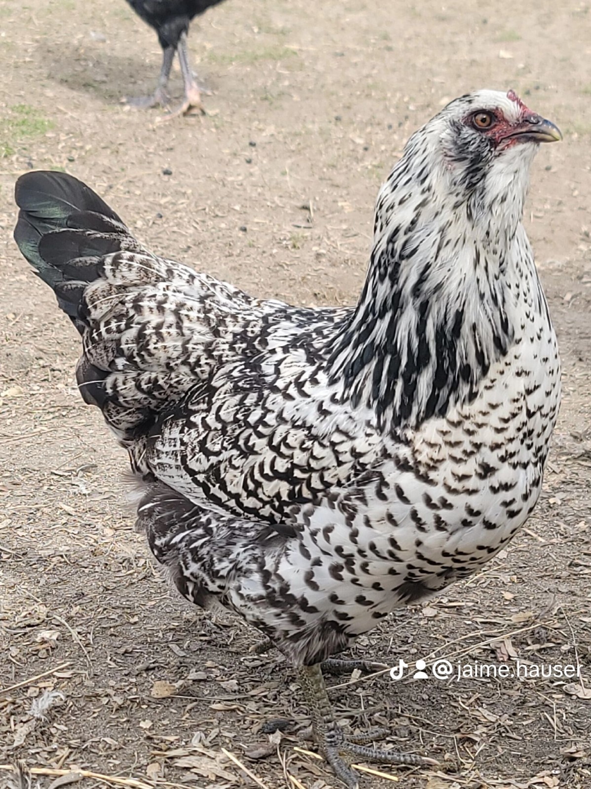 12 NPIP CERTIFIED HATCHING EGGS | BLUES/GREENS/OLIVES/SPECKLED GREEN ASSORTMENT