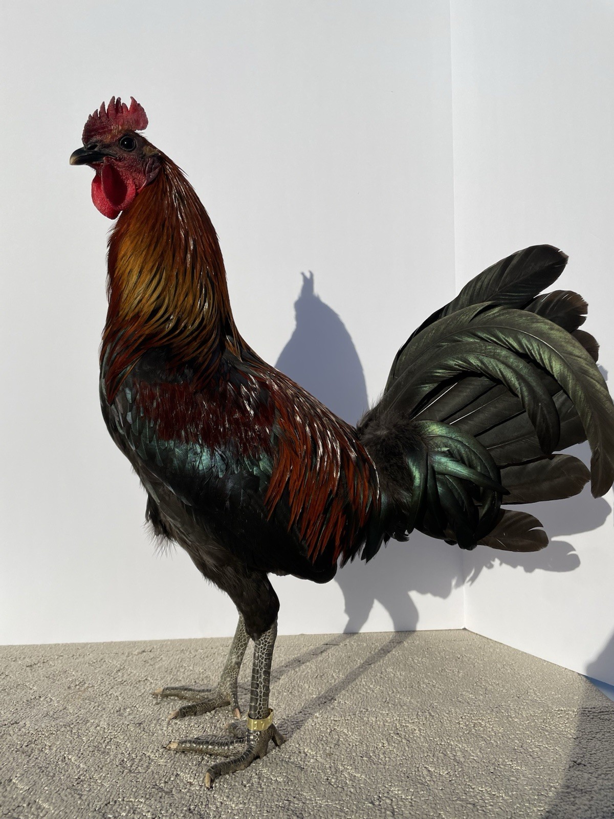 6+ Chicken Hatching Eggs
