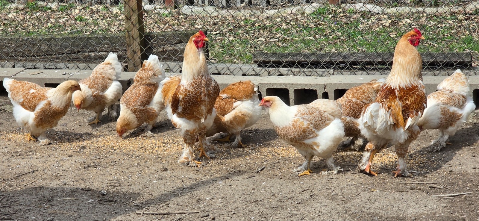 6 NPIP AI CLEAN BUFF LACED BRAHMA HATCHING EGGS ●GIANT SIZE!●