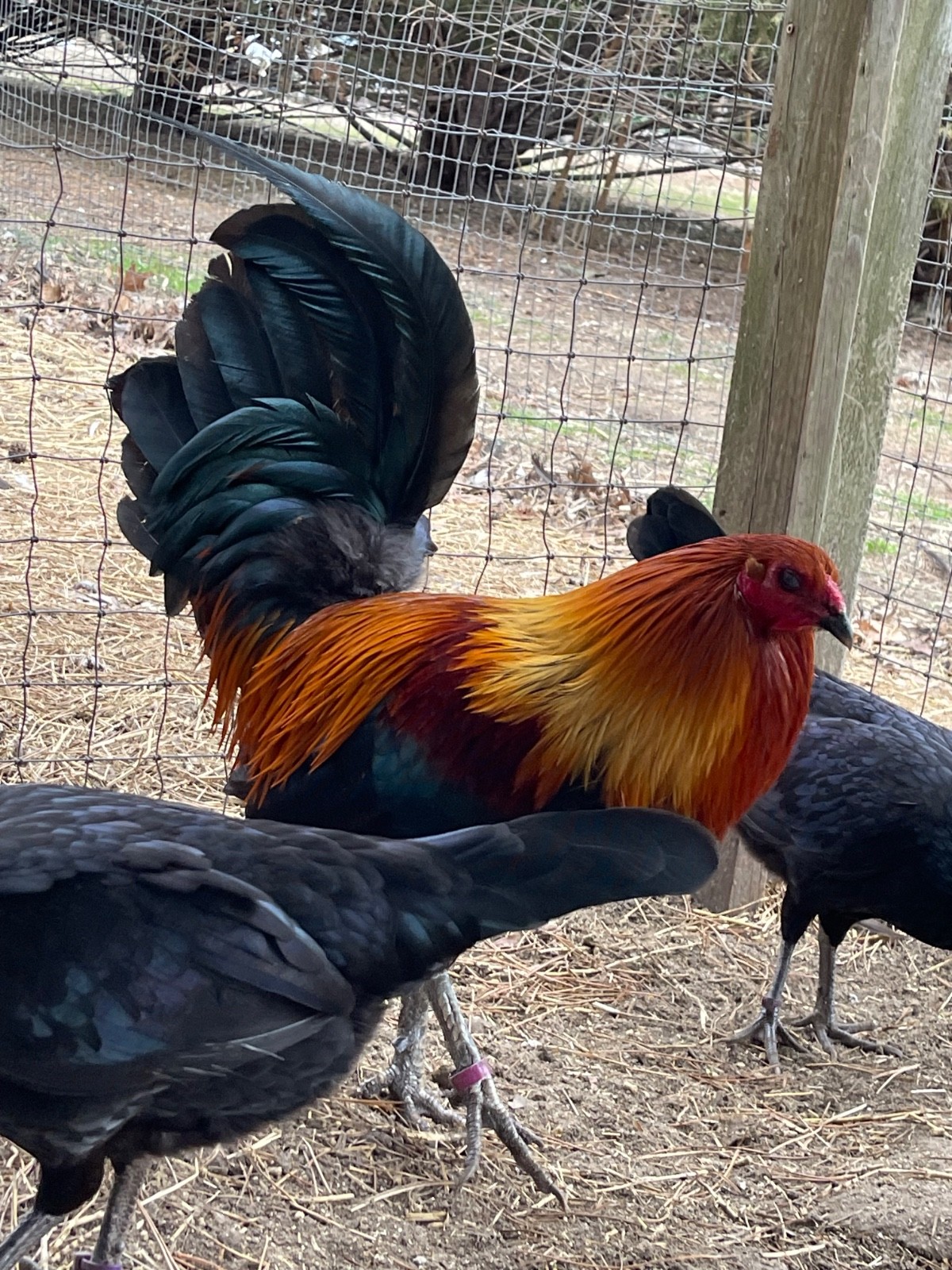8 + Fertile Chicken Hatching Eggs (please message for strain)