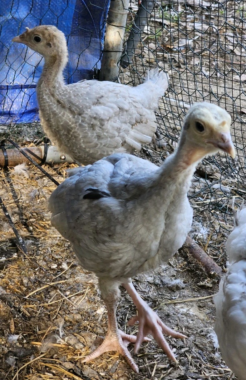 Vaux Fields Poultry Farm - 12 Assorted *Mystery* Hatching Eggs!