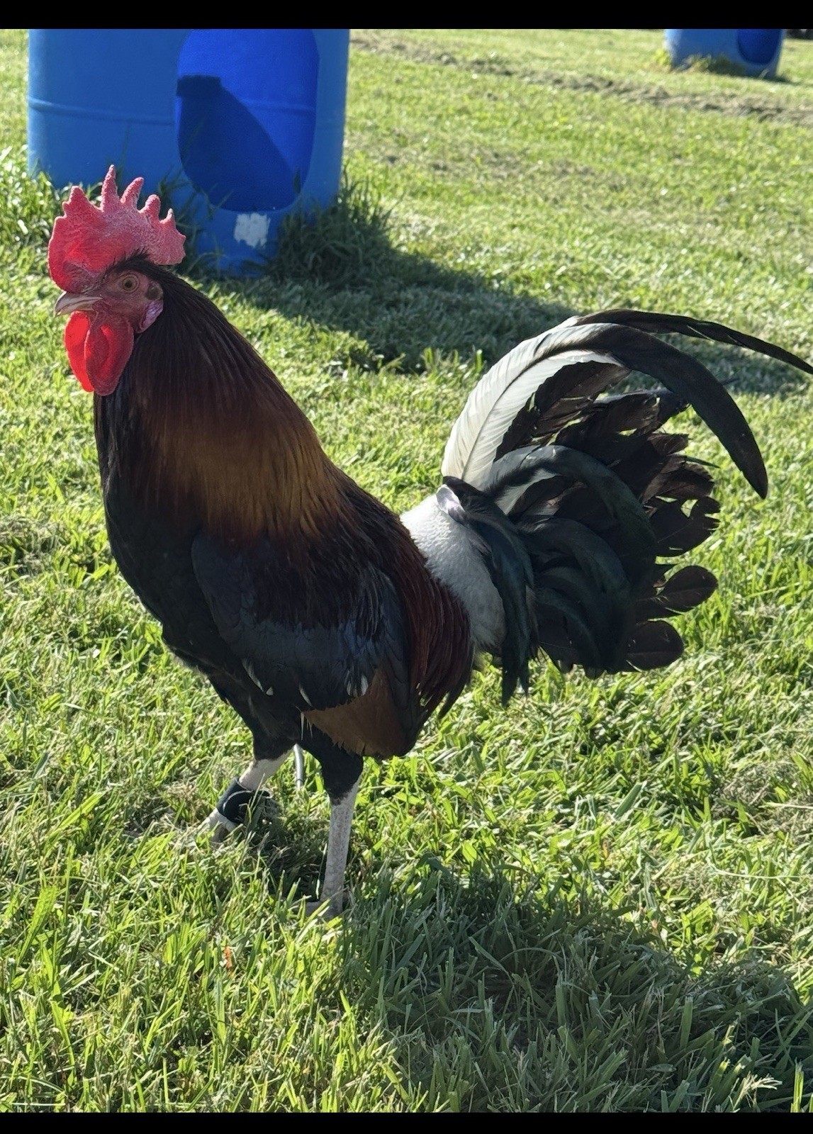 10 + Chicken Hatching Eggs