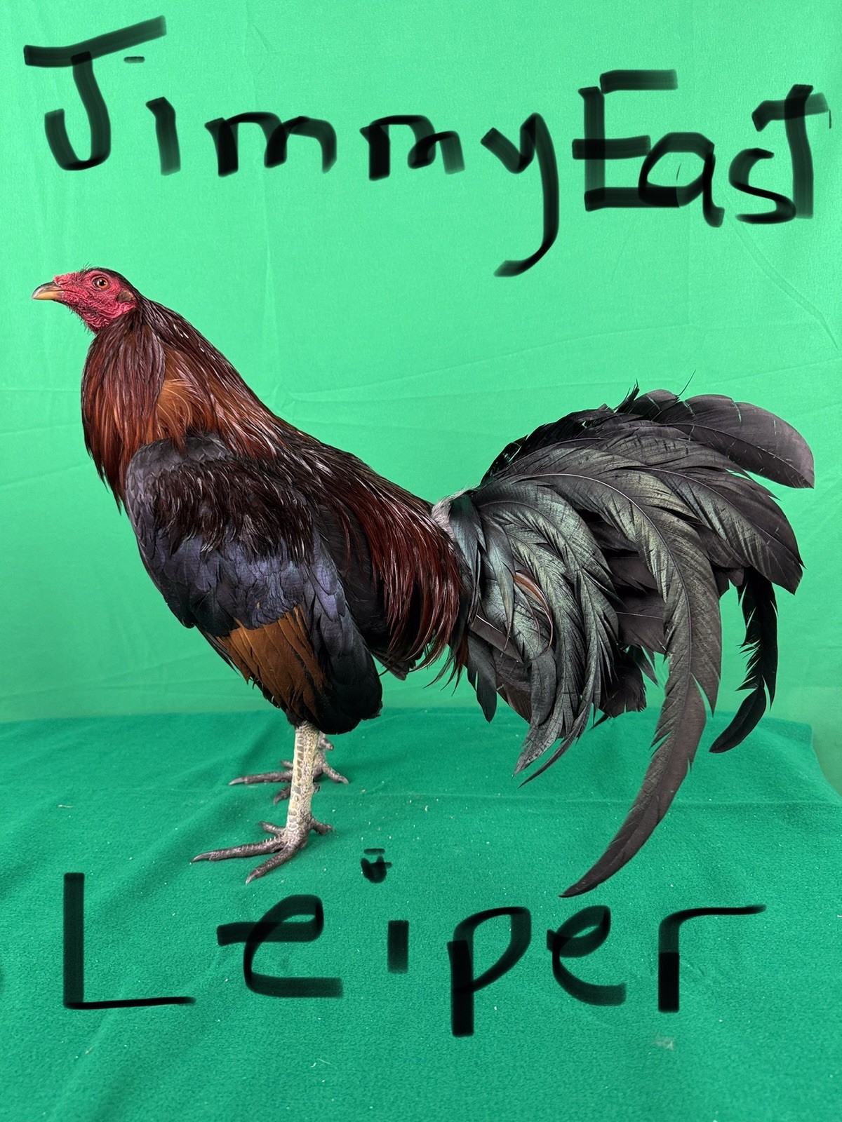 12+ Chicken Hatching Eggs