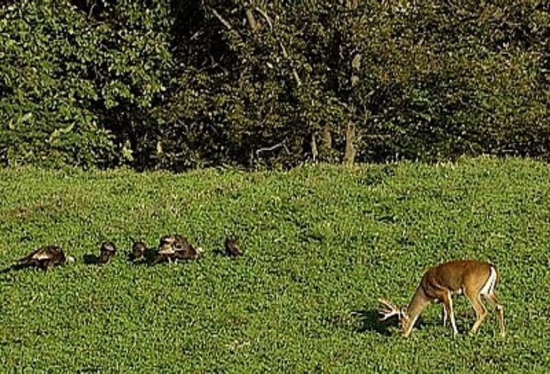 2 lbs Deer,Turkey and Wildlife Food Plot seed Mix Contains 10 Varieties of Seeds