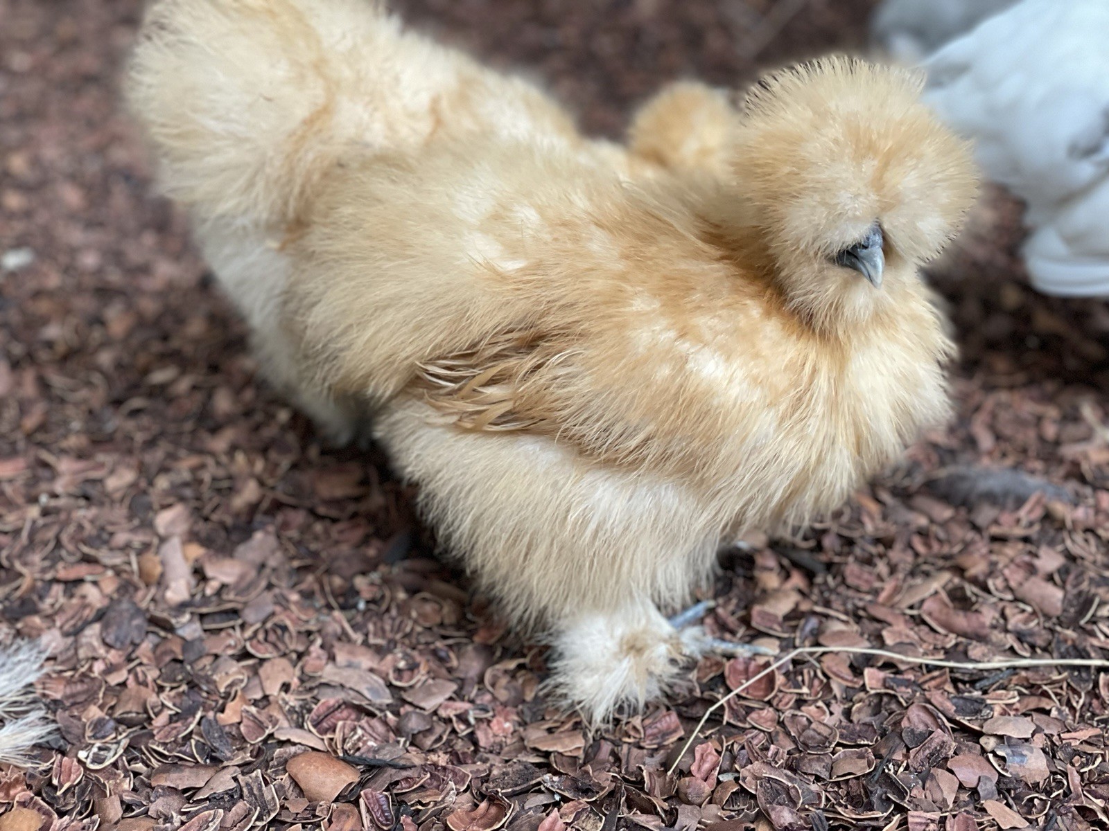 18-pack Fertile Silkie Hatching Eggs - Variety Pack